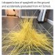 accidentispagetti.jpg