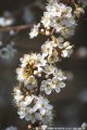 Tim Macknelly Nature 2018-9.jpg Tim Macknelly Nature 2018-9.jpg