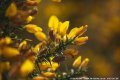 Tim Macknelly Nature 2018-3-2.jpg Tim Macknelly Nature 2018-3-2.jpg