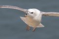 Fulmar 1024 nr.jpg