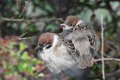 Fledgling tree  sparrows.jpg
