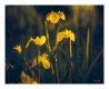 wild-flower-grasses-02.jpg