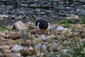 oystercatcher-with-eggs-8566.jpg