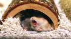 Server Hamster Yawn.jpg