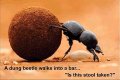 Dung Beetle.jpg