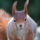 RedSquirrel-800web.jpg