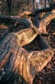 Wood backups 4.jpg