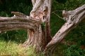 Wood backups 3.jpg