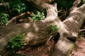 Wood backups 2.jpg