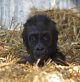 babyGorilla2_2949.jpg