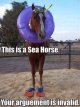 seahorse.jpg