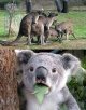 koala.jpg