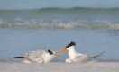 Royal-tern-and-begging-chick-TP.jpg
