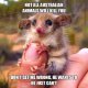 not-all-australian-animals-will-kill-you-ti-cd-dont-get-me-wrong-he-wants-to-he-just-cant-q7NoE.jpg