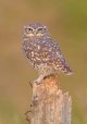 Little-owl-October-.jpg