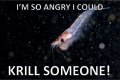 Krill.jpg