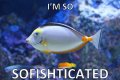 Sofishticated.jpg