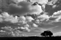 BW_TREE_8000.jpg