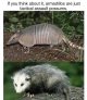 possum.jpg