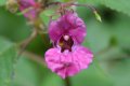 DSC_8187.JPG