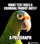 birdPolygraph.jpg