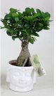 bonsai-ficus-ginseng-buddha-head.jpg