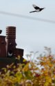 _DSC0332.jpg _DSC0332.jpg