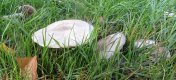Field Mushroom 26_800_.jpg