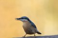 Nuthatch (1 of 1).jpg