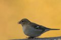 Female chaffinch (1 of 1).jpg