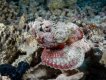 Devils-head-scorpionfish-TP.jpg