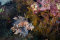 Lionfish-with-glassfish-TP.jpg