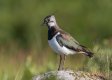 TP lapwing-swallow  (1 of 2).jpg