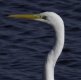 egret1.jpg