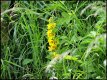 P1010162 Grass and yellow flowers.jpg
