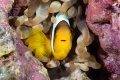 anemonefish-in-coral-crack-TP.jpg
