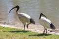 Australian_white_ibis.5946a57.width-1200.aa222e0.jpg