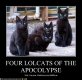 4LOLcats.jpg