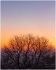 Tree at Sunrise Framed.jpg