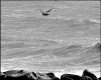 Seagull over rocks and strong sea P1012646.JPG