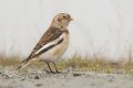 Snow bunting cropped resized e.jpg