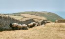 1907JPLX Devon Sheep.jpg