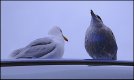 Gull with chick on roof of bus _1050391.JPG