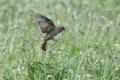Hovering Sparrow 800.jpg
