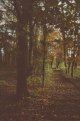 through_the_woods.jpg through_the_woods.jpg
