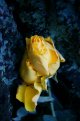 Yellow Rose.JPG