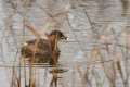 Little grebe with fish.jpg
