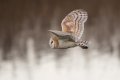 Barn owl 1024.jpg