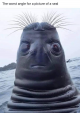 seal.png