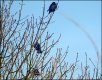 Three birds in tree TZ70 P1030509.JPG
